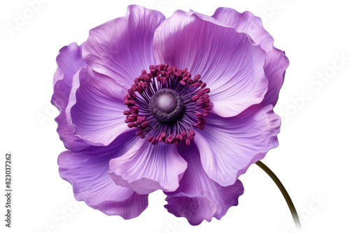 Enchanting Violet Blossom on a Heavenly White Canvas on Transparent PNG Background.
