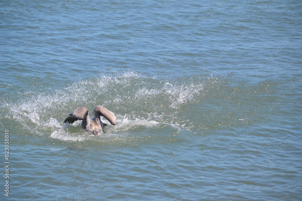 Fototapeta premium A pelican diving into the ocean, its head fully submerged, wings uplifted, foraging for a meal at Ponce Inlet, Beach, Florida 