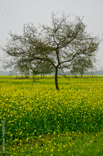 The colorful winter landscape of Bengal, India in afternoon. 