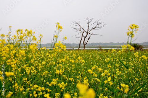 The colorful winter landscape of West Bengal, India in an afternoon. 