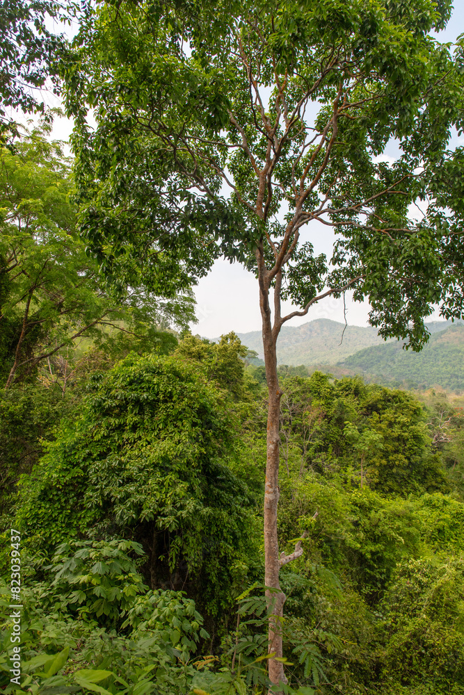 Fototapeta premium Green trees in a tropical park as a background