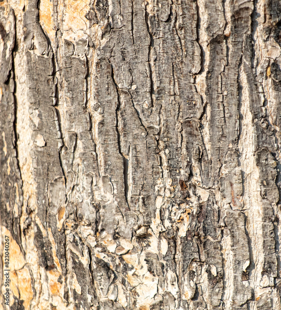 Bark on a tree as an abstract background. Texture Bark on a tree as an abstract background. Texture