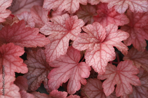 Heuchera, orange leaves of coral bells, spring garden. photo