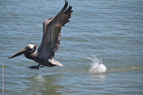 A pelican skips across the water, taking to the sky after a successful dive at Ponce Inlet, Beach Florida.