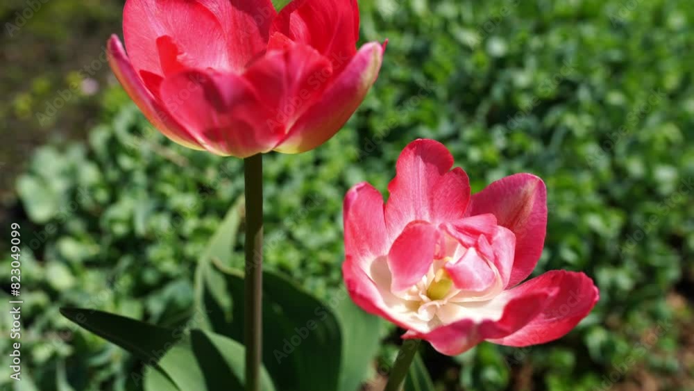 Tulips pink color bright blooming spring flowers, natural floral pattern, summer time. Tulips pink color bright blooming spring flowers, natural floral pattern, summer time.