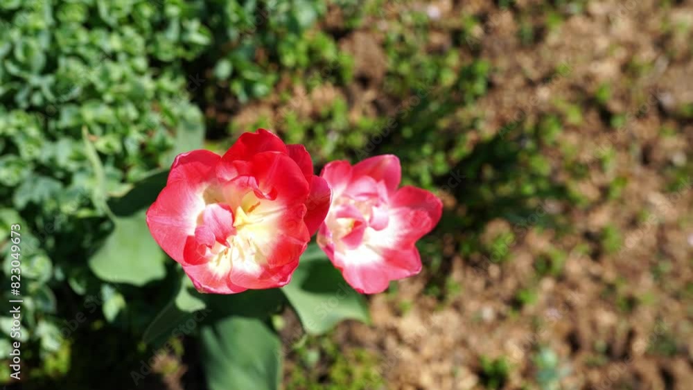 Tulips pink color bright blooming spring flowers, natural floral pattern, summer time. Tulips pink color bright blooming spring flowers, natural floral pattern, summer time.