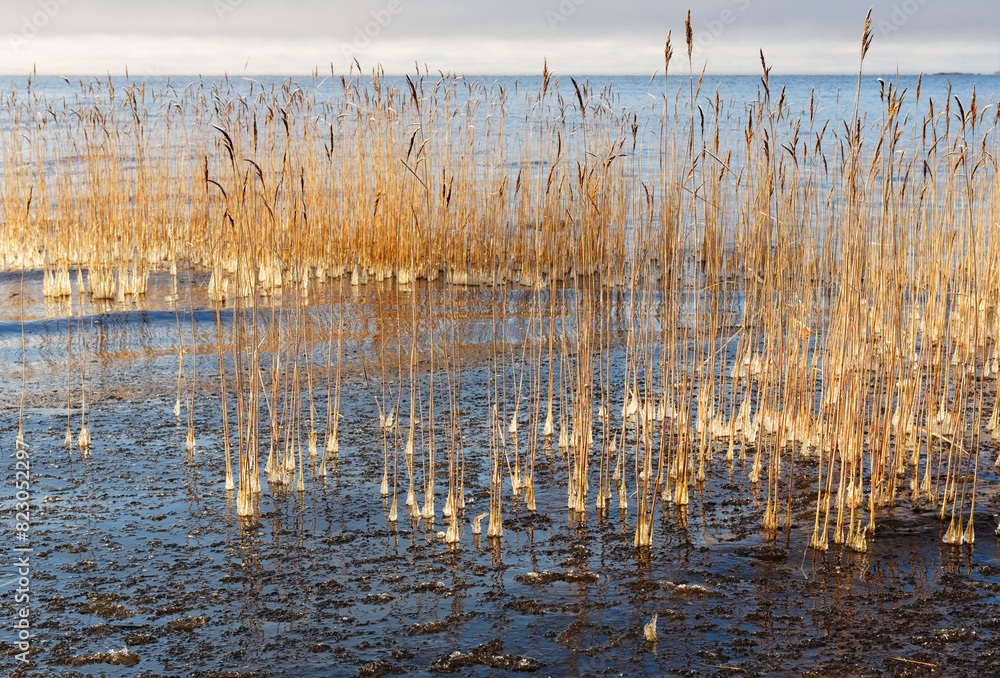 Lake reeds and freezing water on a sunny and beautiful autumn day, Bothnian Bay, Finland Lake reeds and freezing water on a sunny and beautiful autumn day, Bothnian Bay, Finland