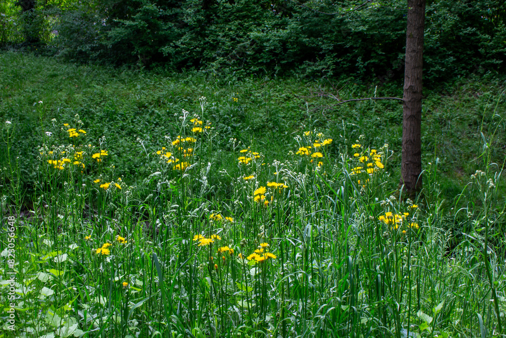 yellow flowers of Crepis biennis wild plant on meadow in summer yellow flowers of Crepis biennis wild plant on meadow in summer