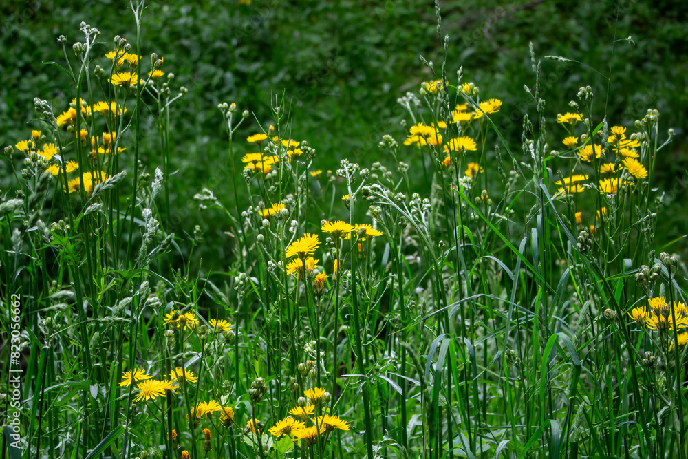 Obraz premium yellow flowers of Crepis biennis wild plant on meadow in summer
