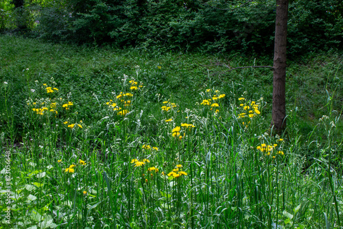 yellow flowers of Crepis biennis wild plant on meadow in summer photo