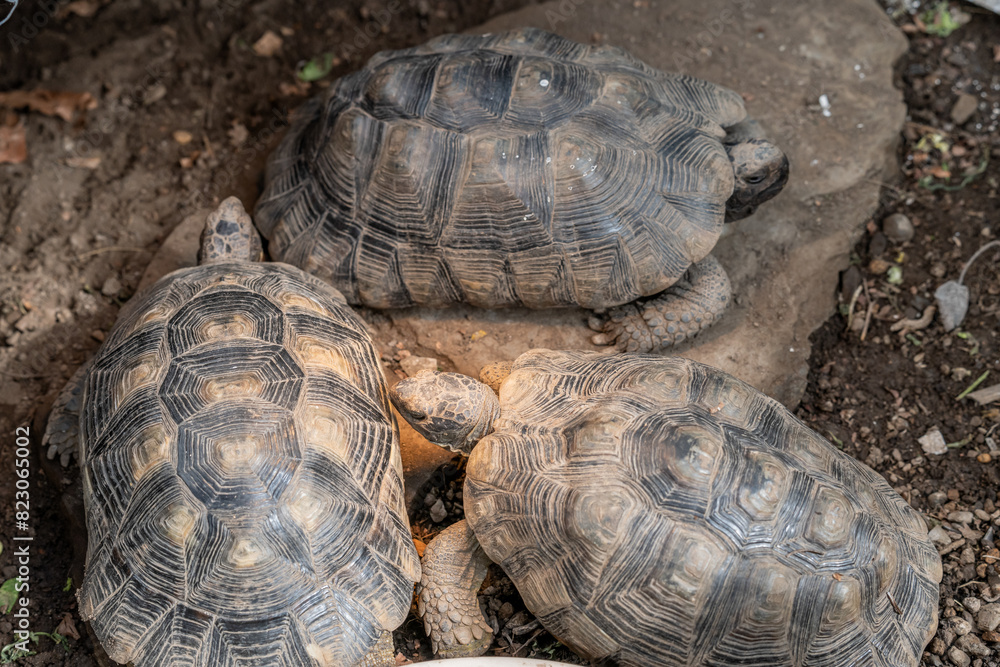 Obraz premium Turtle Testudo Marginata european landturtle family three turtles different size baby parents lined up closeup wildlife
