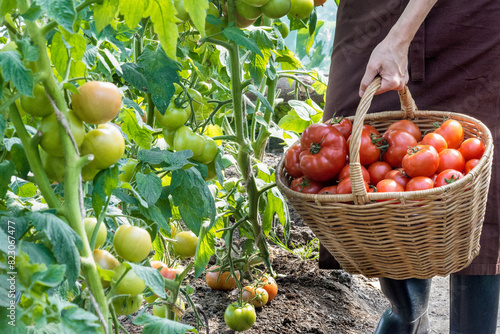 Woman is picking tomatoes, ripe red tomatoes in a basket; farming, gardening and agriculture  concept