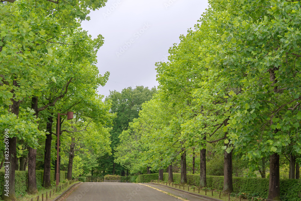 ユリノキ( Liriodendron tulipifera)の並木【智光山公園】日本埼玉県・6月 ユリノキ( Liriodendron tulipifera)の並木【智光山公園】日本埼玉県・6月