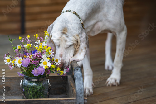 White hound (Porcelaine or chien de franche comte) sniffing on some bunch of wild flowers placed on a rustic wooden tablet on the floor