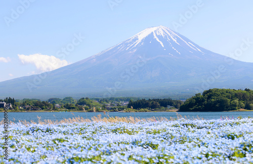 blossom of Nemophila or Baby Blue Eyes flower with the background of Mt fuji 