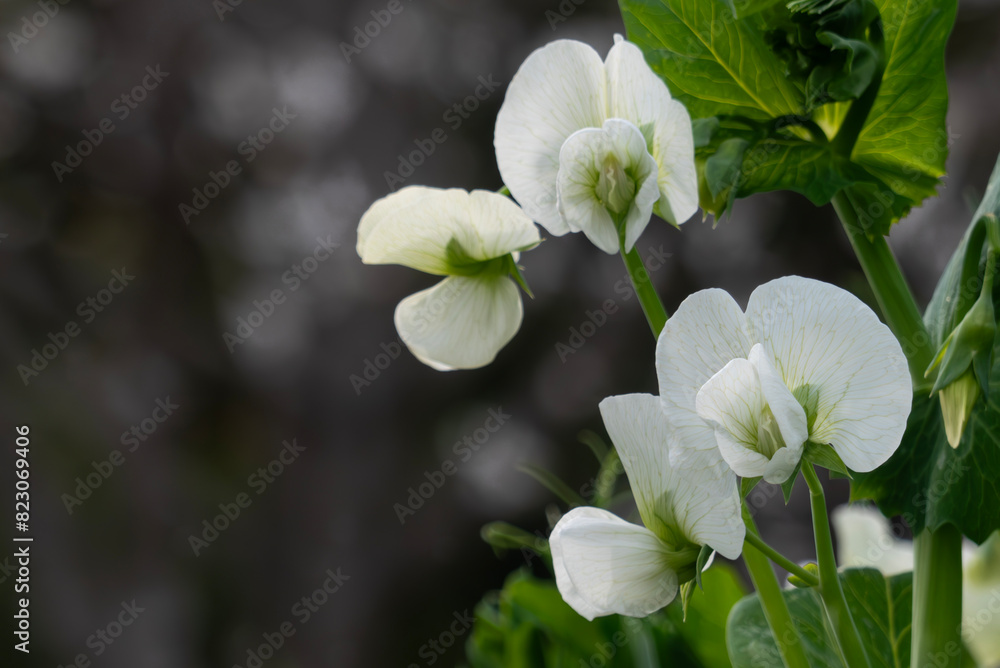 Fototapeta premium 春に咲く白いエンドの花