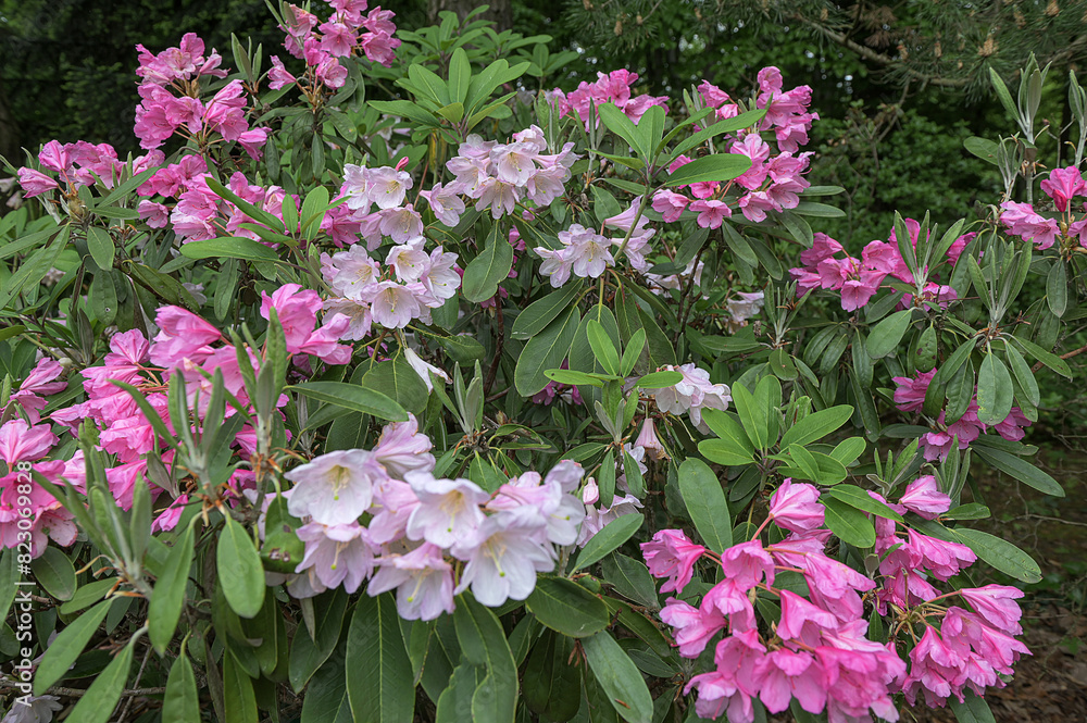 Beautiful pink rhododendrons during spring bloom Beautiful pink rhododendrons during spring bloom