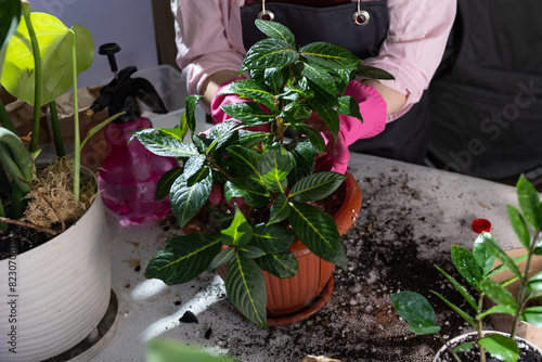 A woman is carefully planting a plant in a flowerpot on a wooden table inside a house. The plant is likely a houseplant that requires soil to thrive