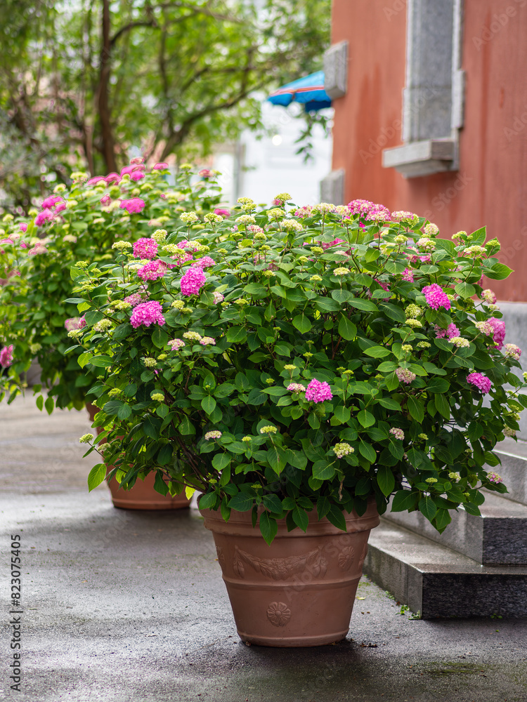 Lush hydrangeas in terracotta pots on a patio with stone steps. Lush hydrangeas in terracotta pots on a patio with stone steps.