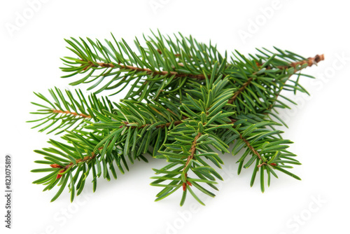 Fresh green fir branch isolated on white  symbolizing winter holidays and natural Christmas decor.