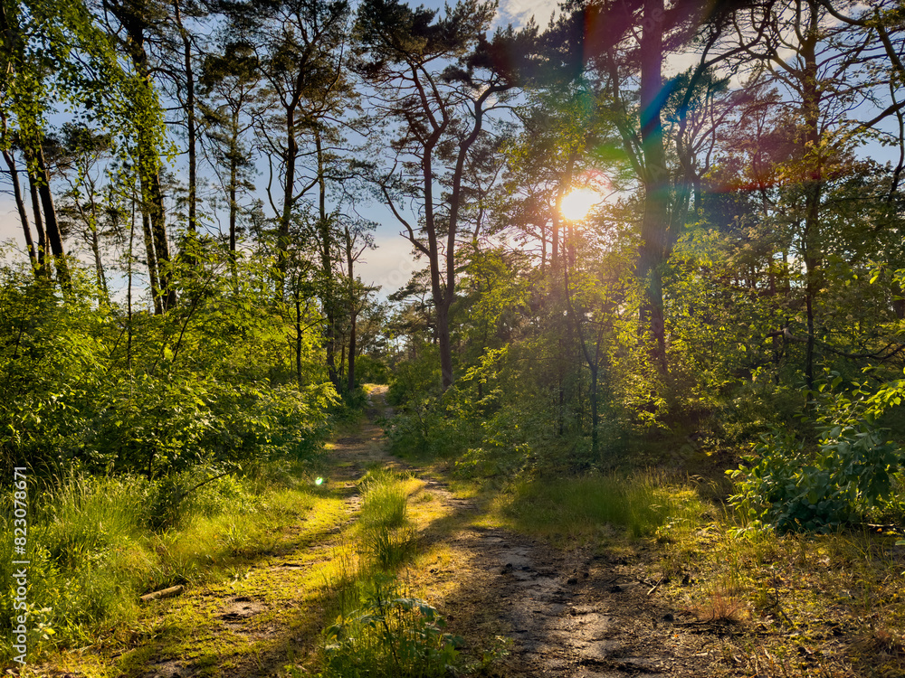 sun rays in the forest with footpath beauty of nature wildlife sun rays in the forest with footpath beauty of nature wildlife