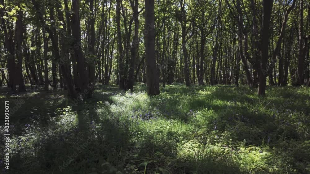 Dappled ambient moody sunlight through peaceful woodland trees Dappled ambient moody sunlight through peaceful woodland trees