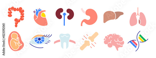 Human anatomy set icon. Intestine, heart, kidney, stomach, liver, lungs, fetus, eye, tooth, bone, brain, DNA. Medicine, biology.