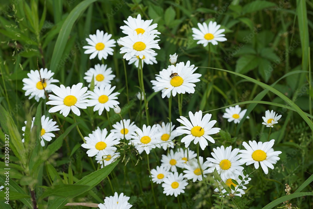 Fototapeta premium フランスギクの花