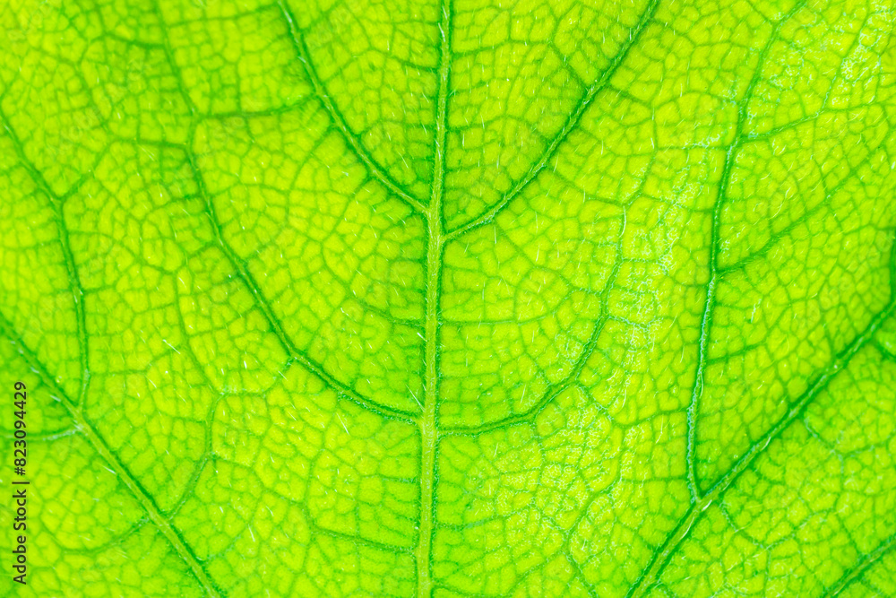 Green leaf texture surface background close up Green leaf texture surface background close up