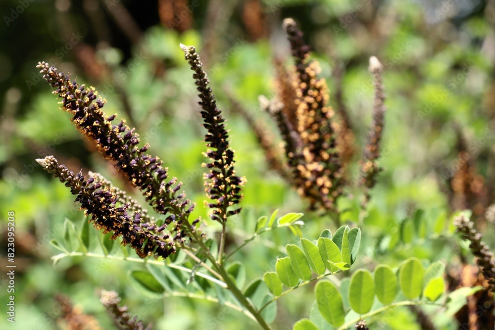 blossoming shrub Amorpha Frutinosa in park blossoming shrub Amorpha Frutinosa in park