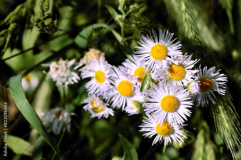 small lila flowers of erigeron plant close up small lila flowers of erigeron plant close up