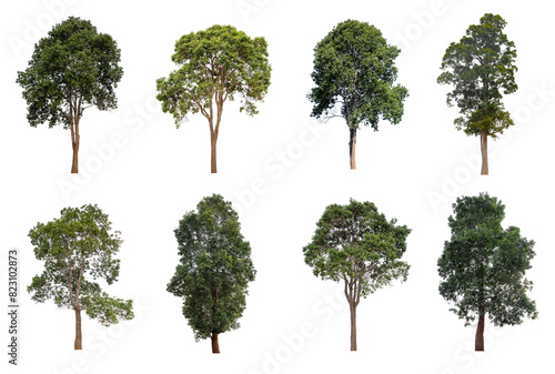 Set of the mature big tropical tree isolated on white background for design usage