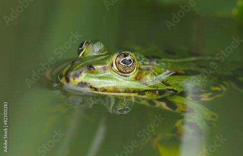 Nahaufnahme eines grünen Frosches im Teich	
