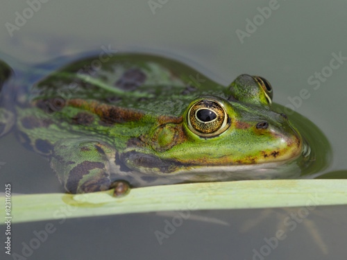 Nahaufnahme eines grünen Frosches im Teich