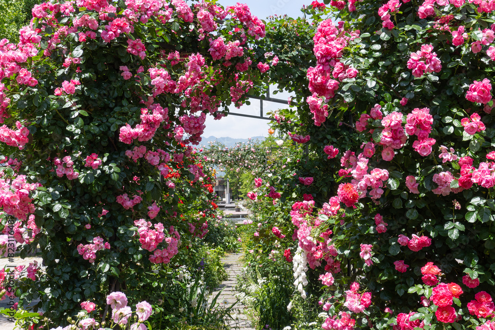薔薇 薔薇
