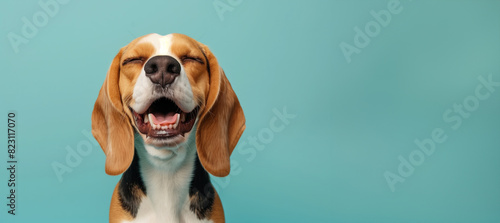A dog is smiling and has its mouth open. The dog is brown and white. a beagle dog with its eyes closed in joy, mouth open in a carefree smile against a light blue pastel background. © Nataliia_Trushchenko