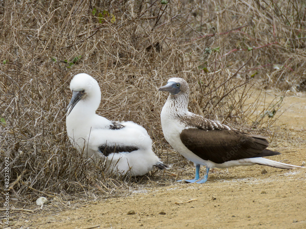 Obraz premium blue-footed booby with chick