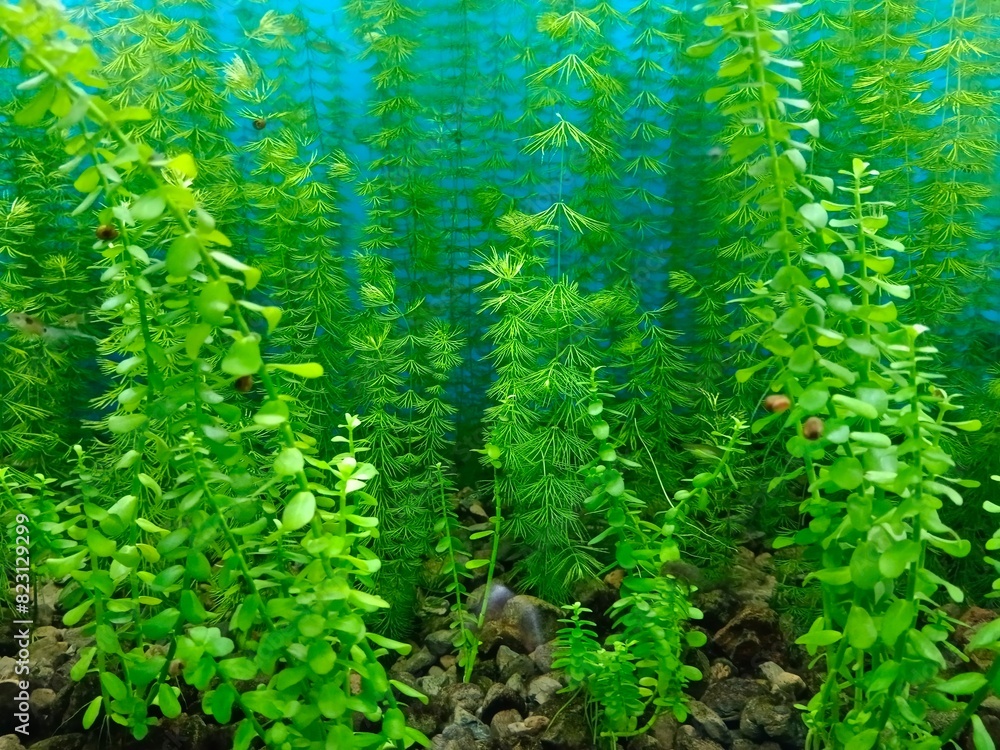 Bacopa Karolinska is an aquarium plant. Bacopa Karolinska is an aquarium plant.