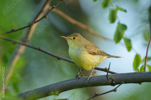 An Icterine Warbler sitting on a branch