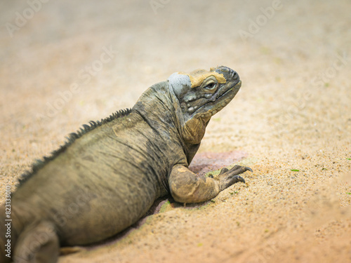 A Rhinoceros Iguana resting on the ground