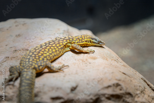 A spiny tailed monitor resting on a rock