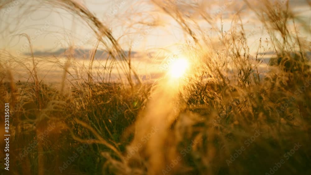 Close-up wheat spikelets on field on beautiful nature sunset landscape on sun rays . Grown rich harvest . Areas of agricultural plant production. Healthy food. Summer season and farming on rural. Close-up wheat spikelets on field on beautiful nature sunset landscape on sun rays . Grown rich harvest . Areas of agricultural plant production. Healthy food. Summer season and farming on rural.