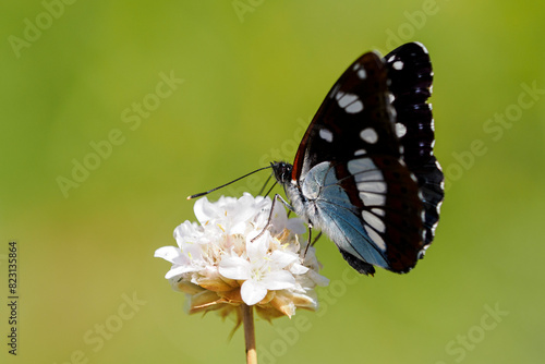 Sylvain azuré (Limenitis reducta) on a wildflower in the garrigue  photo