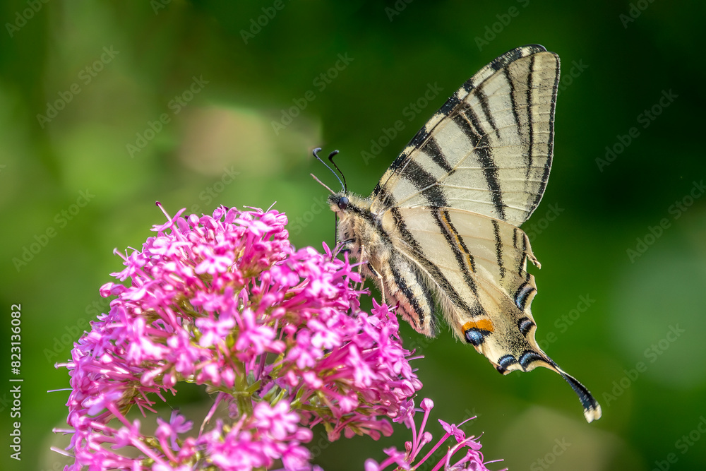 A flambé picks a Japanese spirea in a garden A flambé picks a Japanese spirea in a garden