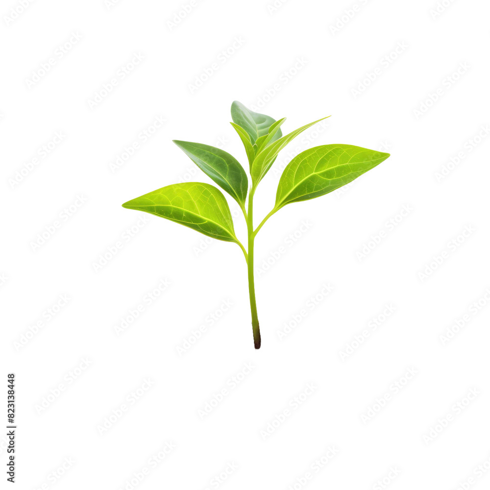 Young sprout on a white background. Young sprout on a white background.