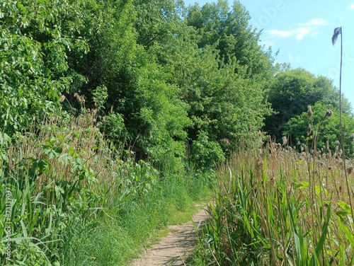 Talsa park during sunny summer day. Oak and birch tree woodland. Sunny day with white and gray clouds in sky. Bushes and small are growing in woods. Nature. Talsos parkas. photo