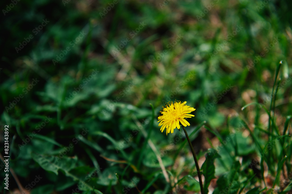 a lonely dandelion against a background of dark green grass, good contrast a lonely dandelion against a background of dark green grass, good contrast