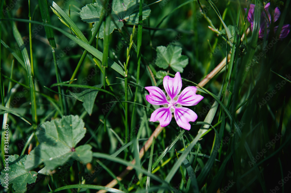 purple flower in dark green grass purple flower in dark green grass