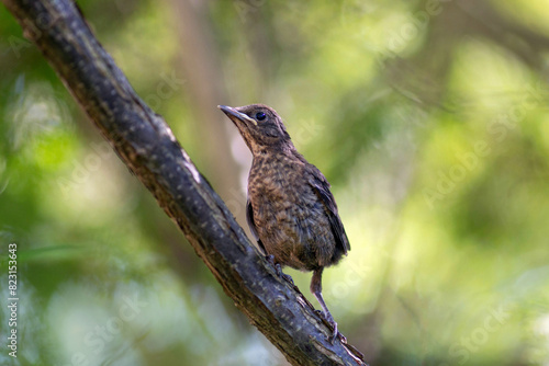 Young common blackbird