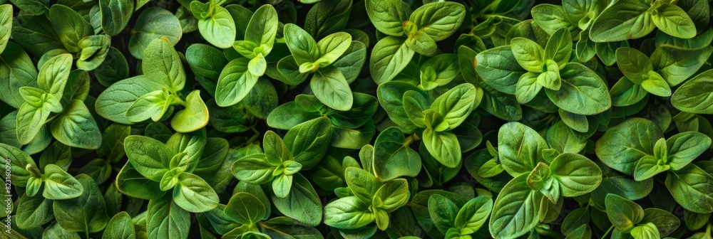 Marjoram texture background, fresh green oregano pattern, Origanum majorana banner, marjoram Marjoram texture background, fresh green oregano pattern, Origanum majorana banner, marjoram